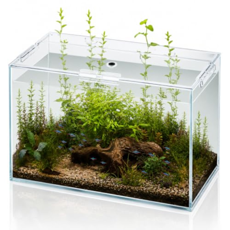 Planted Aquarium Bowl - 10 Gallon Glass Fish Tank Open-Back
