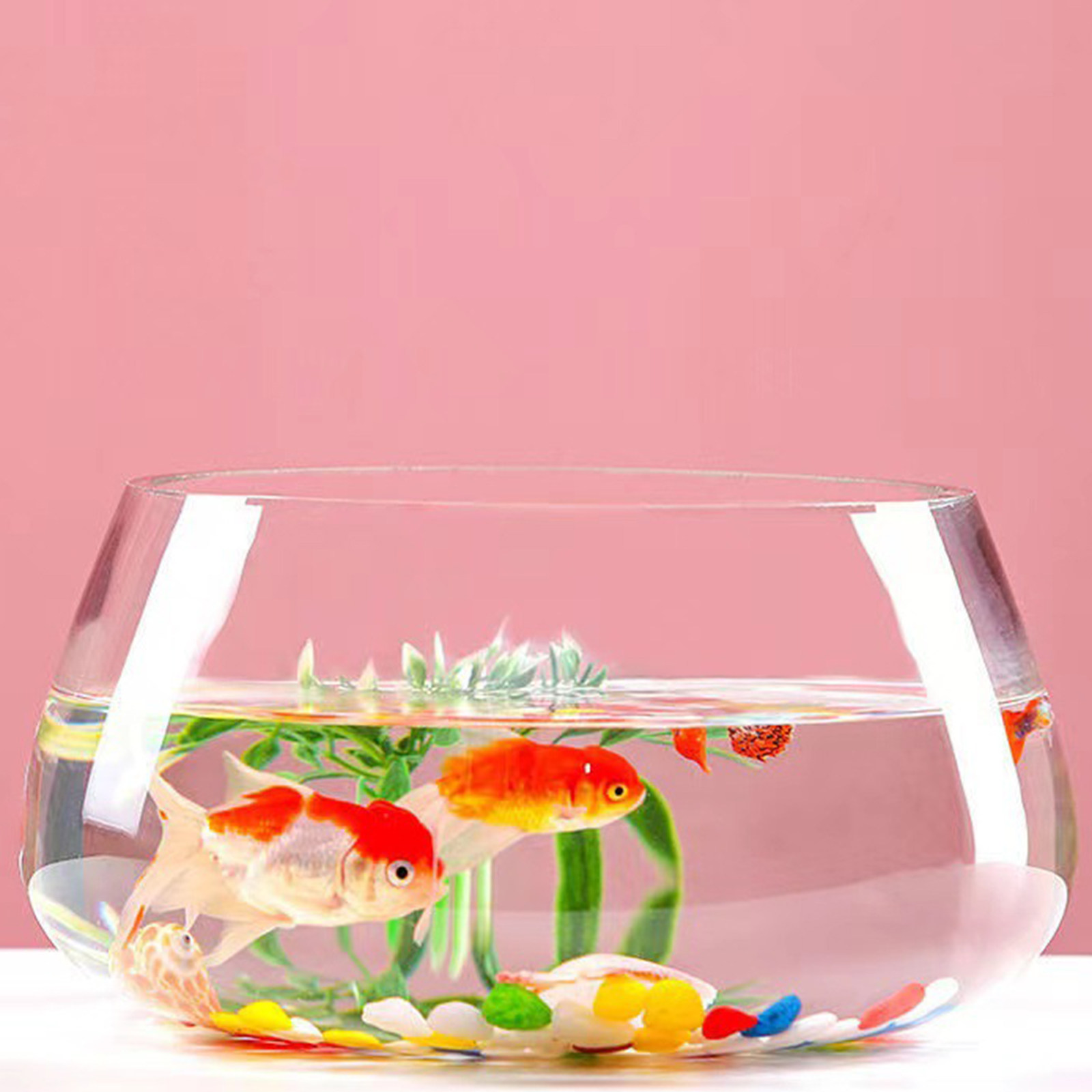 Round Mini Aquarium Transparen - Aquarium Planted Shop recension och pris